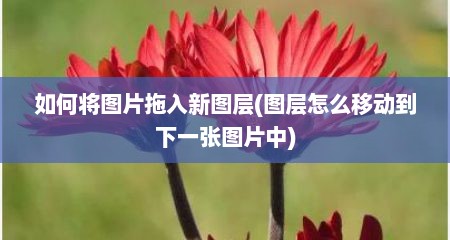 如何将图片拖入新图层(图层怎么移动到下一张图片中)