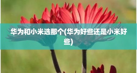 华为和小米选那个(华为好些还是小米好些)