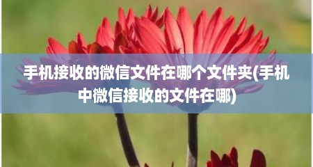 手机接收的微信文件在哪个文件夹(手机中微信接收的文件在哪)