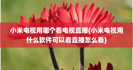 小米电视用哪个看电视直播(小米电视用什么软件可以看直播怎么看)