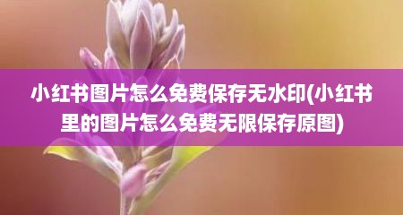 小红书图片怎么免费保存无水印(小红书里的图片怎么免费无限保存原图)