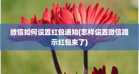 微信如何设置红包通知(怎样设置微信提示红包来了)