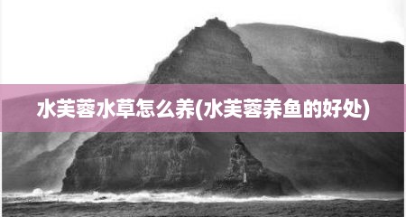 水芙蓉水草怎么养(水芙蓉养鱼的好处)