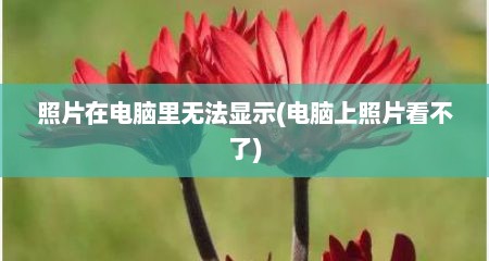 照片在电脑里无法显示(电脑上照片看不了)