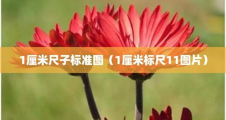1厘米尺子标准图（1厘米标尺11图片）