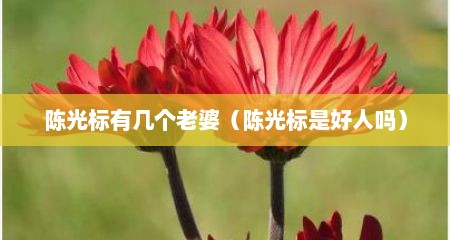 陈光标有几个老婆（陈光标是好人吗）