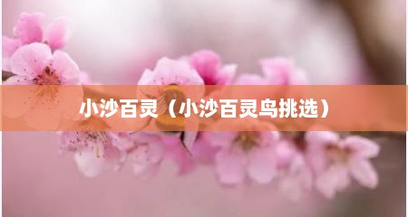小沙百灵（小沙百灵鸟挑选）