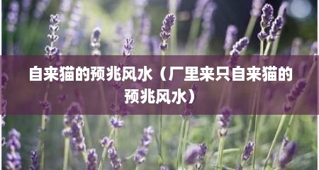 自来猫的预兆风水（厂里来只自来猫的预兆风水）
