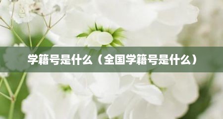 学籍号是什么（全国学籍号是什么）