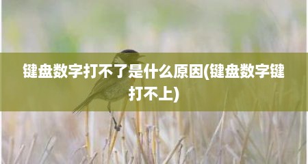 键盘数字打不了是什么原因(键盘数字键打不上)