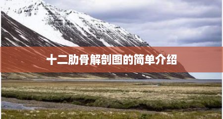 十二肋骨解剖图的简单介绍