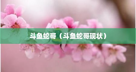 斗鱼蛇哥（斗鱼蛇哥现状）