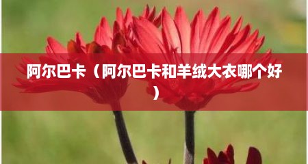 阿尔巴卡（阿尔巴卡和羊绒大衣哪个好）