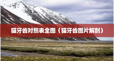 猫牙齿对照表全图（猫牙齿图片解剖）