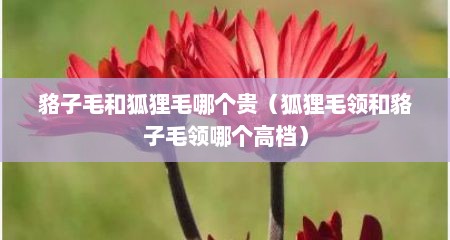 貉子毛和狐狸毛哪个贵（狐狸毛领和貉子毛领哪个高档）