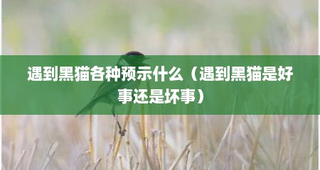 遇到黑猫各种预示什么（遇到黑猫是好事还是坏事）