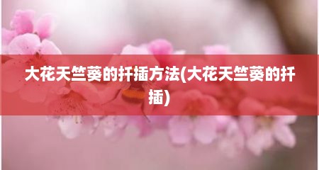 大花天竺葵的扦插方法(大花天竺葵的扦插)