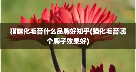 猫咪化毛膏什么品牌好知乎(猫化毛膏哪个牌子效果好)