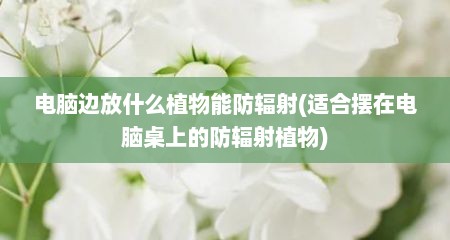 电脑边放什么植物能防辐射(适合摆在电脑桌上的防辐射植物)