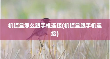 机顶盒怎么跟手机连接(机顶盒跟手机连接)