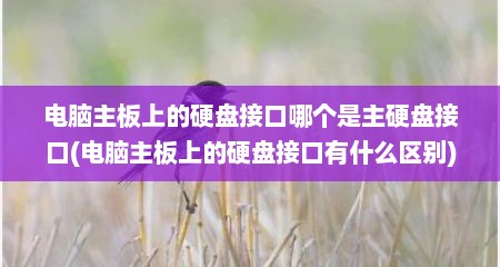 电脑主板上的硬盘接口哪个是主硬盘接口(电脑主板上的硬盘接口有什么区别)