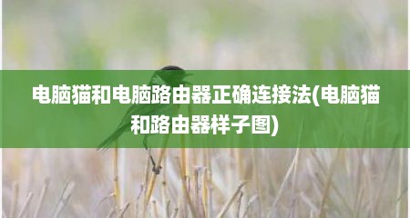 电脑猫和电脑路由器正确连接法(电脑猫和路由器样子图)