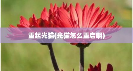 重起光猫(光猫怎么重启啊)