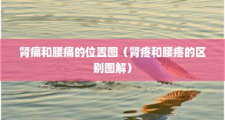 肾痛和腰痛的位置图（肾疼和腰疼的区别图解）