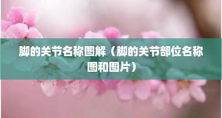 脚的关节名称图解（脚的关节部位名称图和图片）