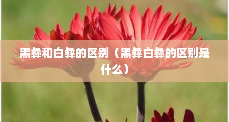 黑彝和白彝的区别（黑彝白彝的区别是什么）