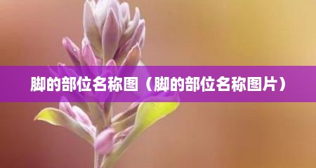 脚的部位名称图（脚的部位名称图片）