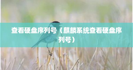 查看硬盘序列号（麒麟系统查看硬盘序列号）