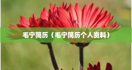 毛宁简历（毛宁简历个人资料）