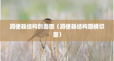 蹲便器结构剖面图（蹲便器结构图横切面）