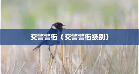 交警警衔（交警警衔级别）