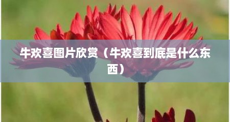 牛欢喜图片欣赏（牛欢喜到底是什么东西）