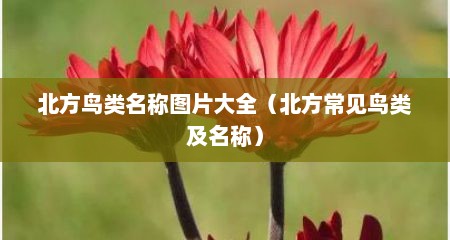 北方鸟类名称图片大全（北方常见鸟类及名称）