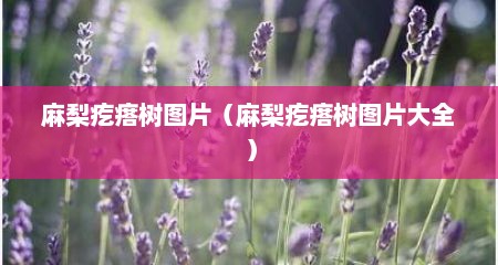 麻梨疙瘩树图片（麻梨疙瘩树图片大全）