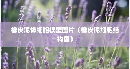 橡皮泥做细胞模型图片（橡皮泥细胞结构图）