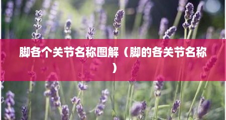 脚各个关节名称图解（脚的各关节名称）