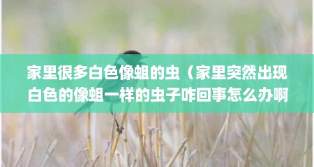 家里很多白色像蛆的虫（家里突然出现白色的像蛆一样的虫子咋回事怎么办啊）