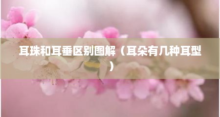 耳珠和耳垂区别图解（耳朵有几种耳型）