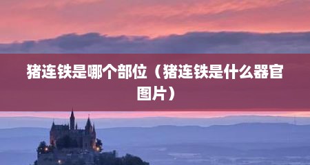 猪连铁是哪个部位（猪连铁是什么器官图片）