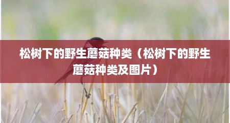 松树下的野生蘑菇种类（松树下的野生蘑菇种类及图片）