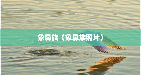 象鼻族（象鼻族照片）