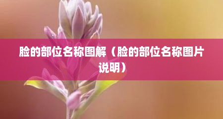 脸的部位名称图解（脸的部位名称图片说明）