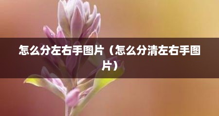 怎么分左右手图片（怎么分清左右手图片）