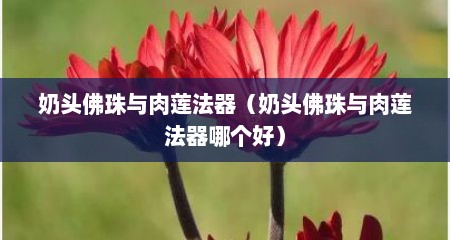 奶头佛珠与肉莲法器（奶头佛珠与肉莲法器哪个好）