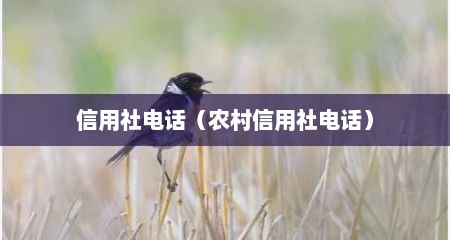 信用社电话（农村信用社电话）