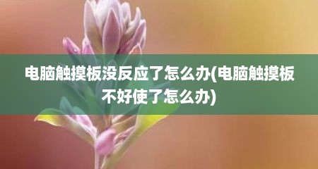 电脑触摸板没反应了怎么办(电脑触摸板不好使了怎么办)